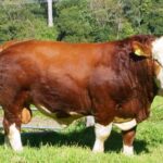 cara merawat sapi limosin agar cepat besar