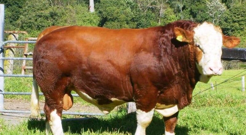 cara merawat sapi limosin agar cepat besar