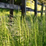 Cara Menghilangkan Rumput Liar